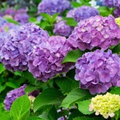 Gartenbedarf Verkäufe 2024 -Gartenbedarf Verkäufe 2024 095050 hortensien a z 126235