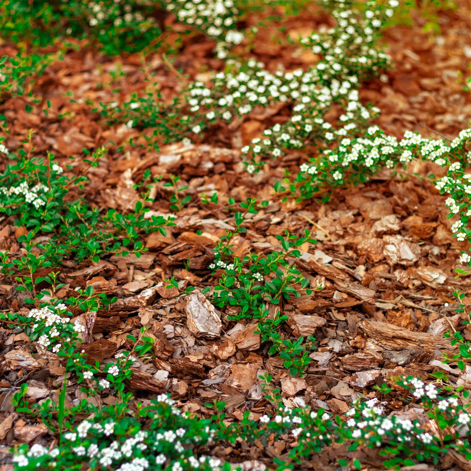 Stauden- & Rosenmulch, 2880l, 48 Sack à 60l 5 Stauden- & Rosenmulch, 2880l, 48 Sack à 60l – Bild 3