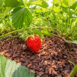 Plantavital Rindenmulch Fein, 2280l, 57 Sack á 40l -Gartenbedarf Verkäufe 2024 0960 rindenmulch 2 125173