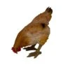 Dekofigur Henne Pickend, Braun, 34 X 17 X 33 Cm -Gartenbedarf Verkäufe 2024 0980306802 Henne pickend H34 x B14 x T33 cm 122193
