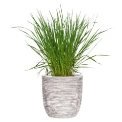 Capi Europe Pflanzgefäß Tutch Riffel Cullen, Elfenbein -Gartenbedarf Verkäufe 2024 3210103326 Pflanzgefaess Rib Cullen elfenbein 63452