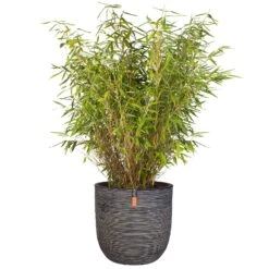 Pflanzgefäß Rib Cullen, Anthrazit, Ø 35 X H 34 Cm -Gartenbedarf Verkäufe 2024 3210103450 Pflanzgefaess Rib Cullen anthrazit 63455