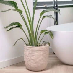 Pflanzgefäß 'Rib', Beige, Ø 35 X H 34 Cm -Gartenbedarf Verkäufe 2024 3210104126 3210104127 pflanzgefaess rib beige 3 116921 1