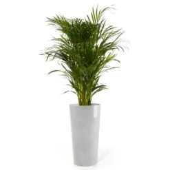 Pflanzgefäß 'Amsterdam Midi', Weißgrau, Ø 34 X H 66 Cm -Gartenbedarf Verkäufe 2024 3210104146 pflanzgefaess amsterdam midi 2 117455