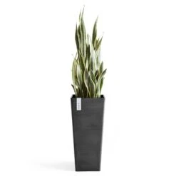 Pflanzgefäß 'Rotterdam MidHigh', Dunkelgrau -Gartenbedarf Verkäufe 2024 3210104155 pflanzgefaess rotterdam high 2 117476