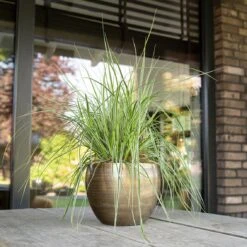 Pflanzgefäß 'Rowen', Gold, Ø 19 X H 13 Cm 7 Pflanzgefäß 'Rowen', Gold, Ø 19 X H 13 Cm -Gartenbedarf Verkäufe 2024 3210801608 Pflanzgefaess Rowen gold 1 114972