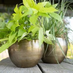 Pflanzgefäß 'Rowen', Gold, Ø 22 X H 17 Cm -Gartenbedarf Verkäufe 2024 3210801609 Pflanzgefaess Rowen gold D 22 x H 17 cm 1 114969