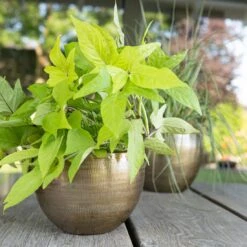 Pflanzgefäß 'Rowen', Gold, Ø 22 X H 17 Cm -Gartenbedarf Verkäufe 2024 3210801609 Pflanzgefaess Rowen gold D 22 x H 17 cm 2 114968