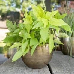 Pflanzgefäß 'Rowen', Gold, Ø 22 X H 17 Cm -Gartenbedarf Verkäufe 2024 3210801609 Pflanzgefaess Rowen gold D 22 x H 17 cm 3 114967