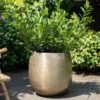 Pflanzgefäß 'Rowen', Gold, Ø 50 X H 47 Cm 2 Pflanzgefäß 'Rowen', Gold, Ø 50 X H 47 Cm -Gartenbedarf Verkäufe 2024 3210801623 Pflanzgefaess Rowen gold D 50 x H 47 cm 3 114995
