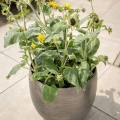 Pflanzgefäß 'Rowen', Silber, Ø 38 X H 30 Cm -Gartenbedarf Verkäufe 2024 3210801625 3210801626 3210801627 3210801628 Pflanzgefaess Rowen silber 6 115002