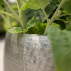 Pflanzgefäß 'Rowen', Silber, Ø 31 X H 28 Cm 10 Pflanzgefäß 'Rowen', Silber, Ø 31 X H 28 Cm -Gartenbedarf Verkäufe 2024 3210801625 3210801626 3210801627 3210801628 Pflanzgefaess Rowen silber 9 115005 3