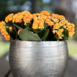 Pflanzgefäß 'Rowen', Silber, Ø 31 X H 28 Cm 12 Pflanzgefäß 'Rowen', Silber, Ø 31 X H 28 Cm -Gartenbedarf Verkäufe 2024 3210801625 Pflanzgefaess Rowen silber D 31 x H 28 cm 4 115008