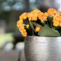 Pflanzgefäß 'Rowen', Silber, Ø 31 X H 28 Cm 13 Pflanzgefäß 'Rowen', Silber, Ø 31 X H 28 Cm -Gartenbedarf Verkäufe 2024 3210801625 Pflanzgefaess Rowen silber D 31 x H 28 cm 5 115009