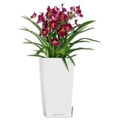 LECHUZA Cubico Premium, All-in-One-Set, Weiß Hochglanz, 22x22, H:41 Cm -Gartenbedarf Verkäufe 2024 3325100114 CubicoPremium22 weiss All in One Set 22x22x41cm RGB 2 7572