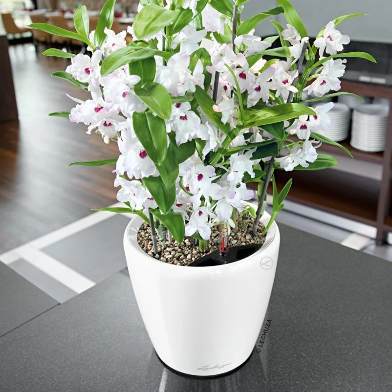 LECHUZA Classico Premium LS, All-in-One-Set, Weiß Hochglanz, Ø 21 Cm, H:20 Cm 3 LECHUZA Classico Premium LS, All-in-One-Set, Weiß Hochglanz, Ø 21 Cm, H:20 Cm