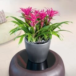 LECHUZA Classico Premium LS, All-in-One-Set, Anthrazit-metallic, Ø 28 Cm H:26 Cm