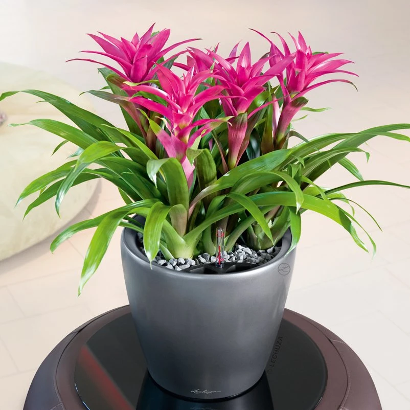 LECHUZA Classico Premium 35 LS, Anthrazit-metallic, All-in-One-Set, Ø 35 Cm H:33 Cm 3 LECHUZA Classico Premium 35 LS, Anthrazit-metallic, All-in-One-Set, Ø 35 Cm H:33 Cm