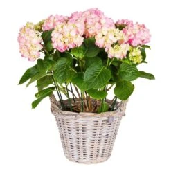 Pflanzkorb Aus Rattan Mit Folieneinsatz, Weiß, Ø 35 H: 25 Cm 5 Pflanzkorb Aus Rattan Mit Folieneinsatz, Weiß, Ø 35 H: 25 Cm -Gartenbedarf Verkäufe 2024 3345100044 Pflanzkorb Rattan D35 H25cm weiss2 63359