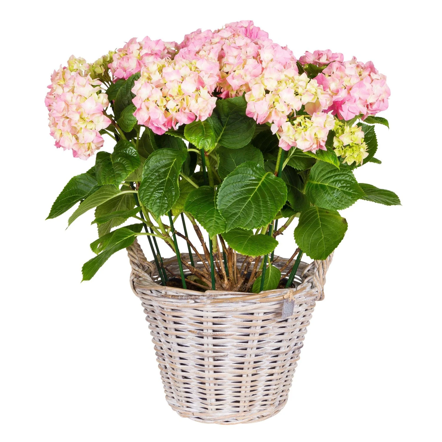 Pflanzkorb Aus Rattan Mit Folieneinsatz, Weiß, Ø 35 H: 25 Cm 4 Pflanzkorb Aus Rattan Mit Folieneinsatz, Weiß, Ø 35 H: 25 Cm – Bild 2