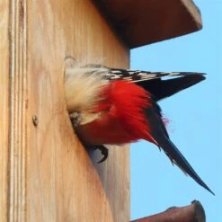 Nistkasten Für Buntspecht Aus Kiefernholz, Ca. 19x23,5x54,5 Cm -Gartenbedarf Verkäufe 2024 buntspecht nistkasten zoom 117828