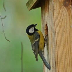 Nistkasten Zum Beobachten Aus Kiefernholz -Gartenbedarf Verkäufe 2024 nistkasten blaumeisen beobachtung zoom 117820